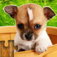 Dogs Jigsaw Puzzle Game Kids
